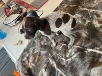 Blue, a male German Shorthaired Pointer for sale in Paynesville, MN – Photo 5 of 5