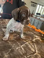 Blue, a male German Shorthaired Pointer for sale in Paynesville, MN – Photo 4 of 5