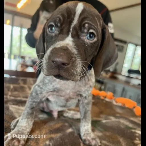 Blue, a male German Shorthaired Pointer for sale in Paynesville, MN – Photo 2 of 5
