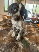 Orange , a male German Shorthaired Pointer for sale in Paynesville, MN – Photo 1 of 5