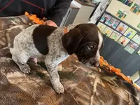 Orange , a male German Shorthaired Pointer for sale in Paynesville, MN – Photo 5 of 5