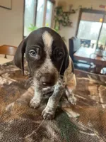 Orange , a male German Shorthaired Pointer for sale in Paynesville, MN – Photo 2 of 5