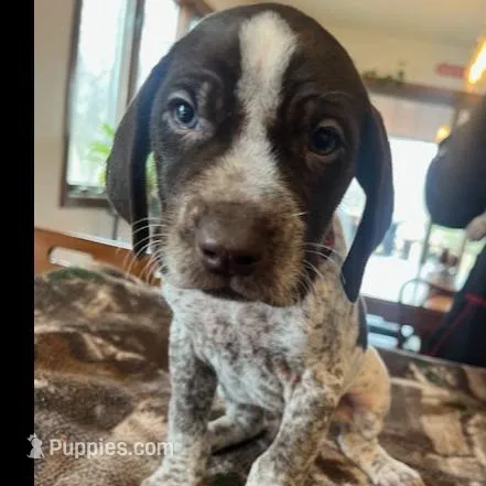 Orange , a male German Shorthaired Pointer for sale in Paynesville, MN – Photo 3 of 5