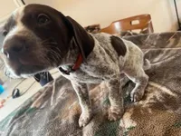 Orange , a male German Shorthaired Pointer for sale in Paynesville, MN – Photo 4 of 5