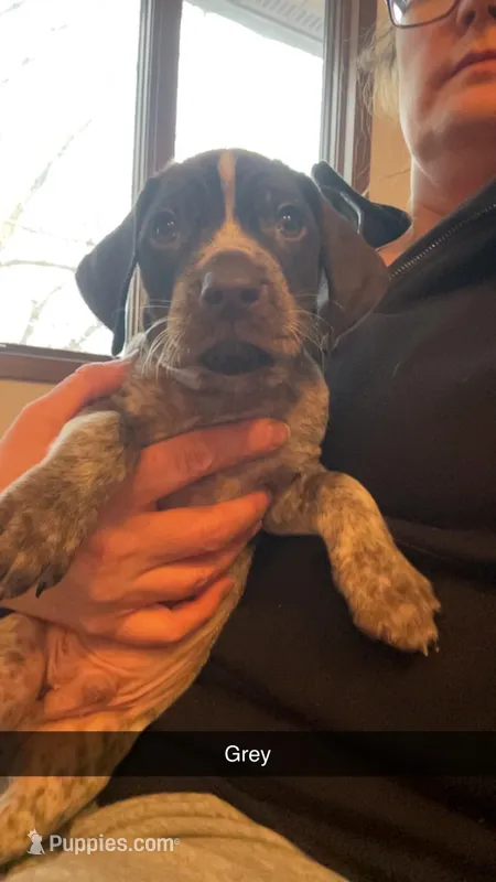 Grey  – German Shorthaired Pointer puppy for sale in Paynesville, MN