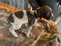 Grey , a male German Shorthaired Pointer for sale in Paynesville, MN – Photo 5 of 5