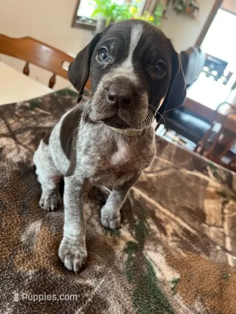 Grey  – German Shorthaired Pointer puppy for sale in Paynesville, MN