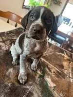 Grey , a male German Shorthaired Pointer for sale in Paynesville, MN – Photo 1 of 5