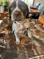Grey , a male German Shorthaired Pointer for sale in Paynesville, MN – Photo 3 of 5