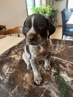 Grey , a male German Shorthaired Pointer for sale in Paynesville, MN – Photo 2 of 5