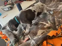 Teal , a male German Shorthaired Pointer for sale in Paynesville, MN – Photo 5 of 5