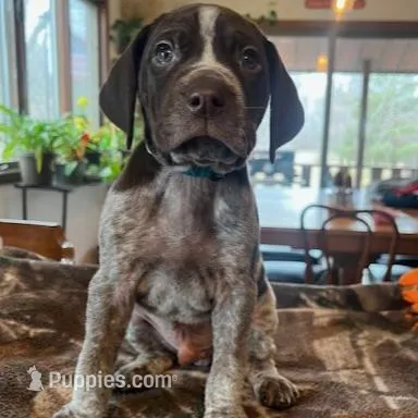 Teal , a male German Shorthaired Pointer for sale in Paynesville, MN – Photo 2 of 5
