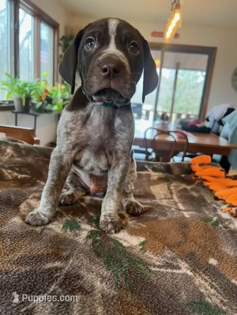 Teal  – German Shorthaired Pointer puppy for sale in Paynesville, MN