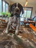 Teal , a male German Shorthaired Pointer for sale in Paynesville, MN – Photo 1 of 5