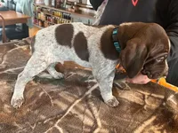 Teal , a male German Shorthaired Pointer for sale in Paynesville, MN – Photo 3 of 5