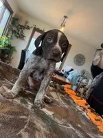 Teal , a male German Shorthaired Pointer for sale in Paynesville, MN – Photo 4 of 5