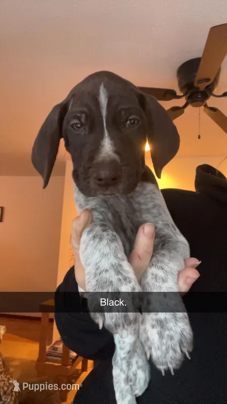 Black – German Shorthaired Pointer puppy for sale in Paynesville, MN
