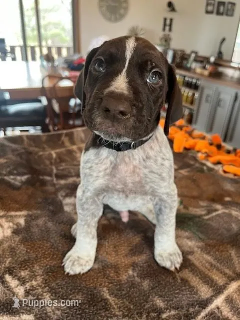 Black – German Shorthaired Pointer puppy for sale in Paynesville, MN