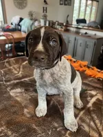 Black, a male German Shorthaired Pointer for sale in Paynesville, MN – Photo 2 of 4