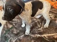 Black, a male German Shorthaired Pointer for sale in Paynesville, MN – Photo 4 of 4