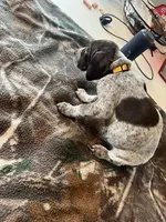 Yellow , a female German Shorthaired Pointer for sale in Paynesville, MN – Photo 6 of 6