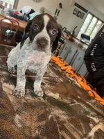 Yellow , a female German Shorthaired Pointer for sale in Paynesville, MN – Photo 3 of 6