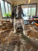 Yellow , a female German Shorthaired Pointer for sale in Paynesville, MN – Photo 5 of 6