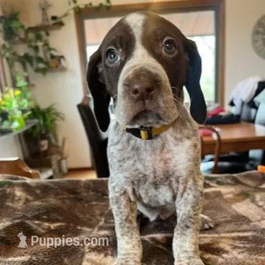 Yellow  – German Shorthaired Pointer puppy for sale in Paynesville, MN