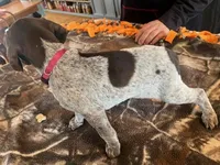 Dark Pink , a female German Shorthaired Pointer for sale in Paynesville, MN – Photo 4 of 4