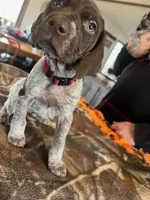 Dark Pink , a female German Shorthaired Pointer for sale in Paynesville, MN – Photo 3 of 4