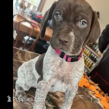 Dark Pink  – German Shorthaired Pointer puppy for sale in Paynesville, MN