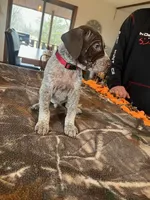 Red, a male German Shorthaired Pointer for sale in Paynesville, MN – Photo 5 of 6