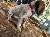 Red, a male German Shorthaired Pointer for sale in Paynesville, MN – Photo 6 of 6