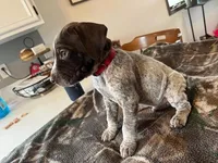 Red, a male German Shorthaired Pointer for sale in Paynesville, MN – Photo 3 of 6