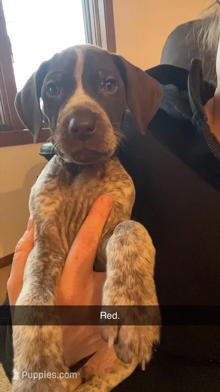 Red – German Shorthaired Pointer puppy for sale in Paynesville, MN