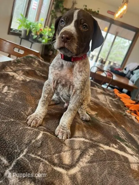 Red, a male German Shorthaired Pointer for sale in Paynesville, MN – Photo 1 of 6