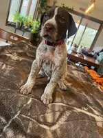 Red, a male German Shorthaired Pointer for sale in Paynesville, MN – Photo 1 of 6