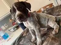 Red, a male German Shorthaired Pointer for sale in Paynesville, MN – Photo 2 of 6