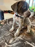 Red, a male German Shorthaired Pointer for sale in Paynesville, MN – Photo 4 of 6