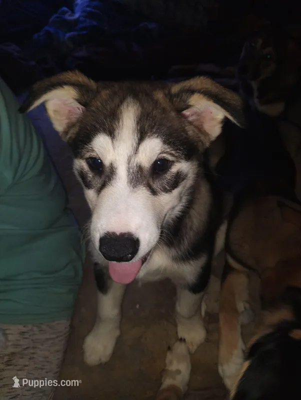 Spot – Siberian Husky, Bloodhound puppy for sale in Vancouver, WA