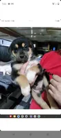 Toe Bean, a male Siberian Husky and Bloodhound for sale in Vancouver, WA – 5 of 6