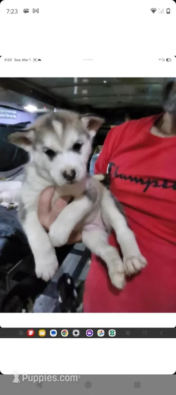 Fawny Girl – Siberian Husky, Bloodhound puppy on hold in Vancouver, WA