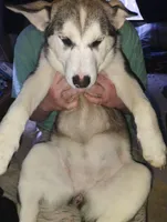 Fawny Girl, a female Siberian Husky and Bloodhound for sale in Vancouver, WA – 2 of 6