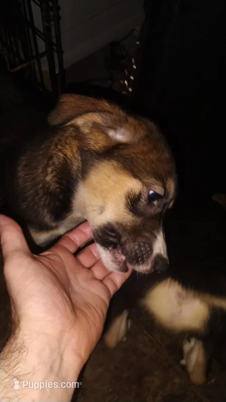 Miss Nose – Siberian Husky puppy for sale in Vancouver, WA