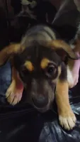 Clippy, a female Siberian Husky and Bloodhound for sale in Vancouver, WA – 3 of 3