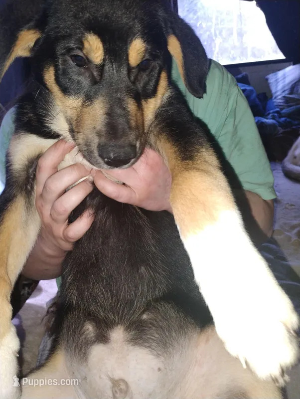 Toe Bean – Siberian Husky, Bloodhound puppy for sale in Vancouver, WA