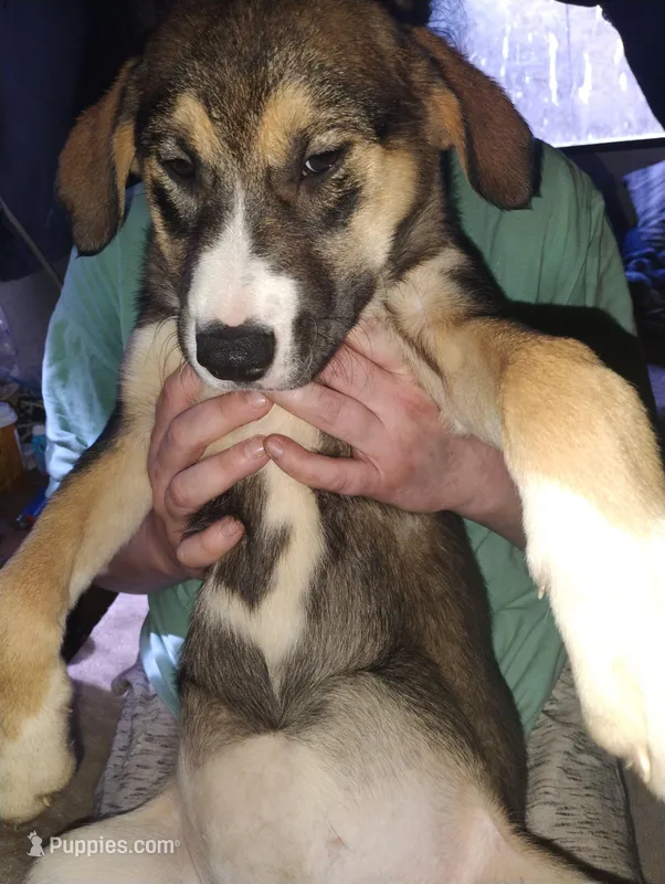 Miss Nose – Siberian Husky, Bloodhound puppy for sale in Vancouver, WA