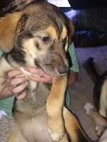 Clippy, a female Siberian Husky and Bloodhound for sale in Vancouver, WA – 2 of 3
