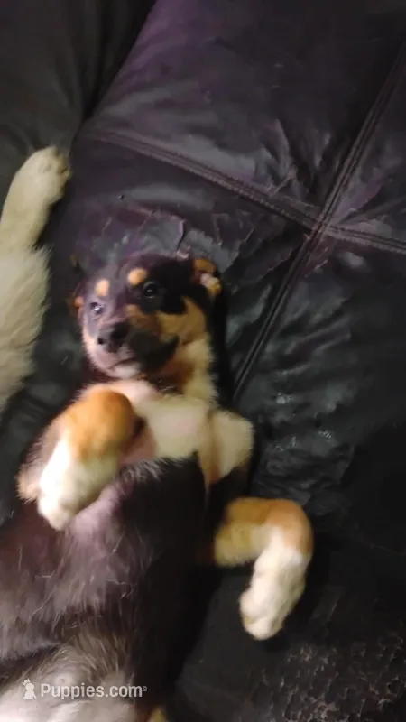 Toe Bean – Siberian Husky, Bloodhound puppy for sale in Vancouver, WA