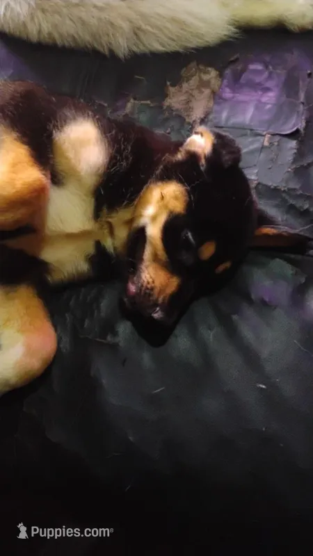 Toe Bean – Siberian Husky puppy for sale in Vancouver, WA